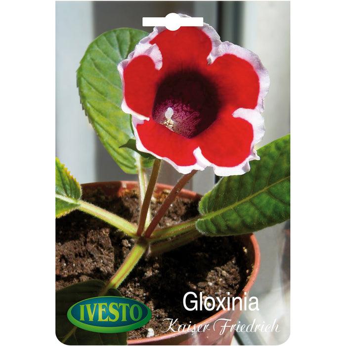 ЛУКОВИЦИ GLOXINIA IVESTO KAISER FRIEDRICH