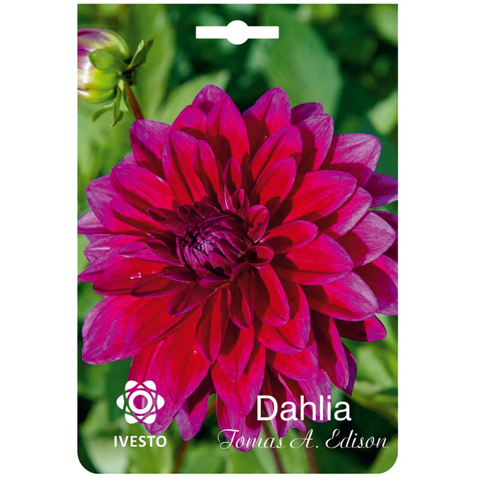 ЛУКОВИЦИ DAHLIA IVESTO THOMAS A. EDISON