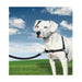 Каишка за домашни любимци PetSafe Easy Walk Черен Medianav
