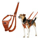Каишка за Куче Company of Animals Orange 20