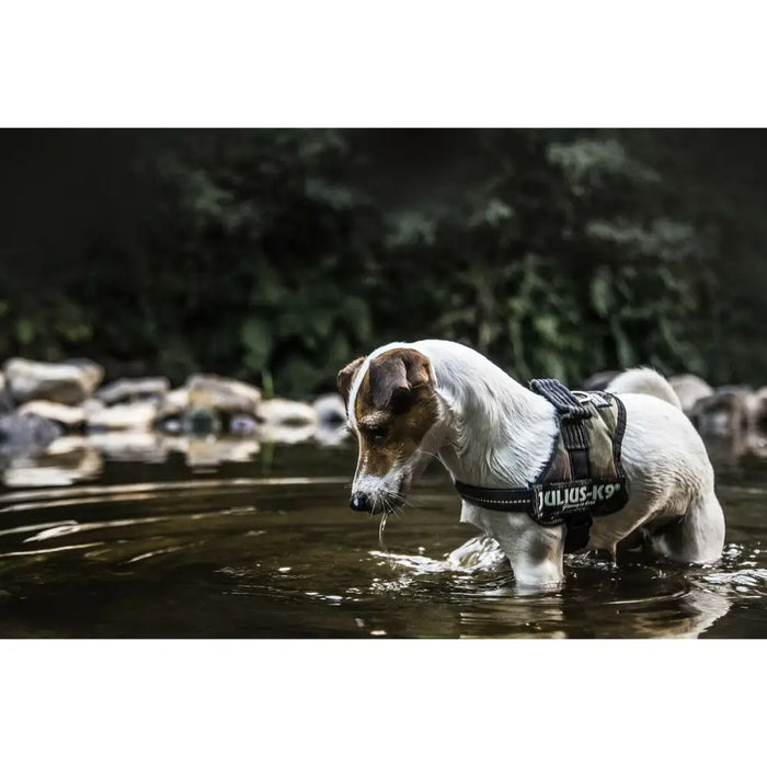 Каишка за Куче Julius K9 Power L/XL 2