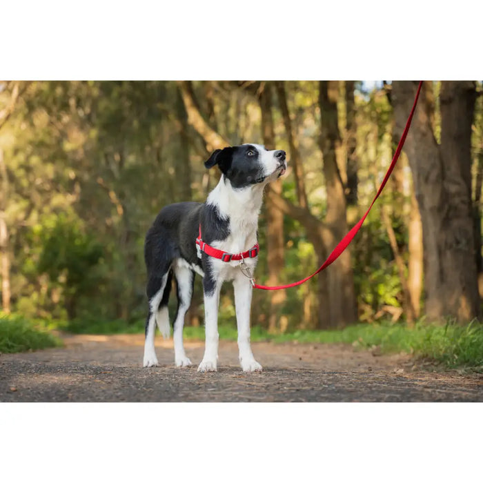 Каишка за Куче Red Dingo 70-98 cm Червен L