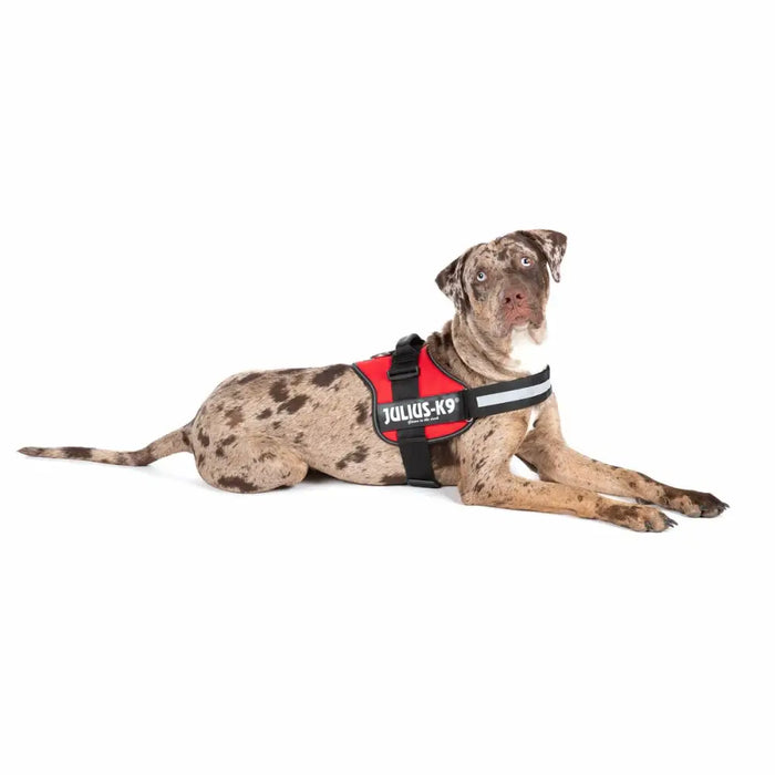 Каишка за Куче Julius K9 Power Червен L/XL 2