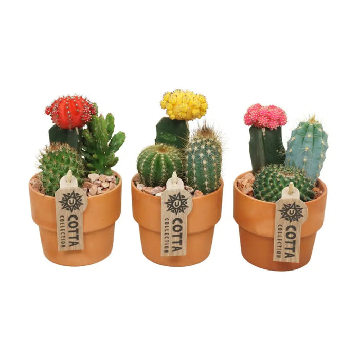 КАКТУС ГИМНОКАЛИЦИУМ