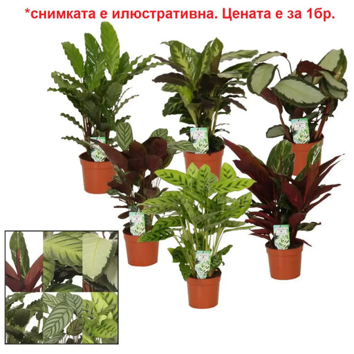 КАЛАТЕЯ