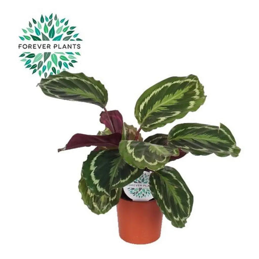 КАЛАТЕЯ МЕДАЛЬОН