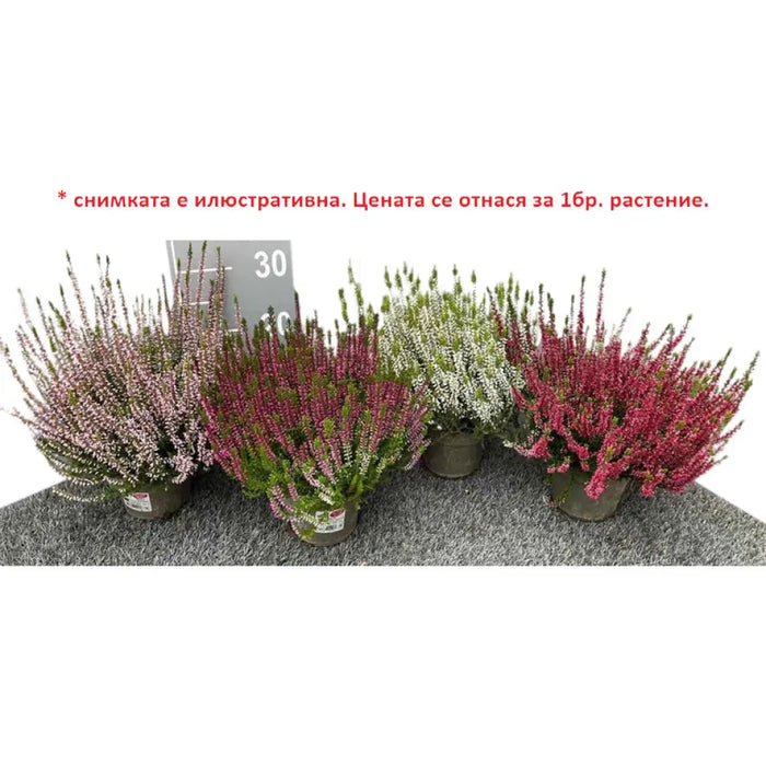 КАЛУНА