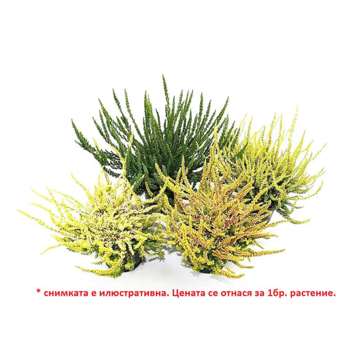 КАЛУНА