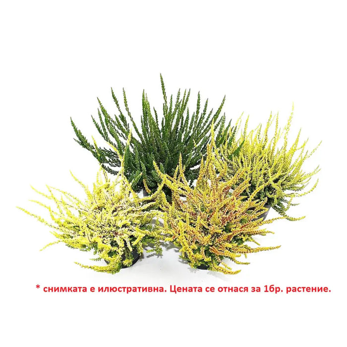 КАЛУНА