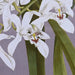 Картина DKD Home Decor Кристал Ела 50 x 60 x 2,8 cm 50 x