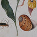 Картина DKD Home Decor Кристал Ела 50 x 65 x 2,5 cm 50 x