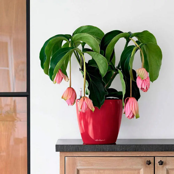 КАШПА Ф21CM С НАПОИТЕЛНА СИСТЕМА LECHUZA CLASSICO PREMIUM