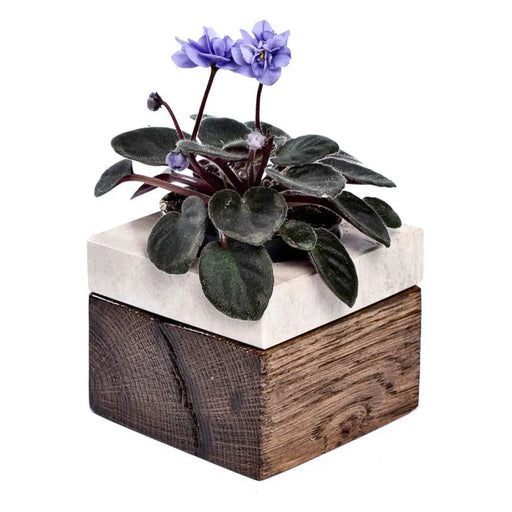 КАШПА ЗА КАКТУС Ф8CM БРАУНИ