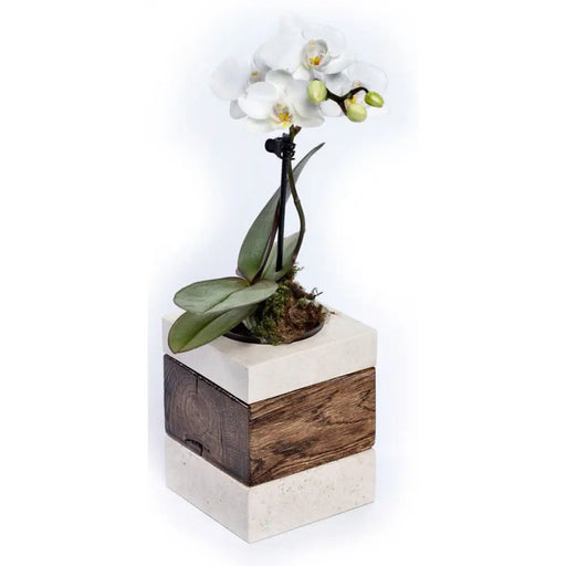 КАШПА ЗА КАКТУС 8X8X20CM ХИЛДЕ