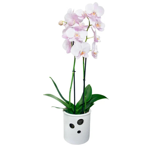 КЕРАМИЧНА КАШПА 13.5Х14CM ЦИЛИНДЪР ОРХИДЕЯ