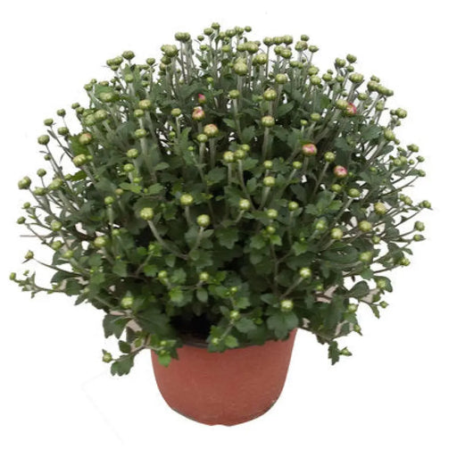 ХРИЗАНТЕМА