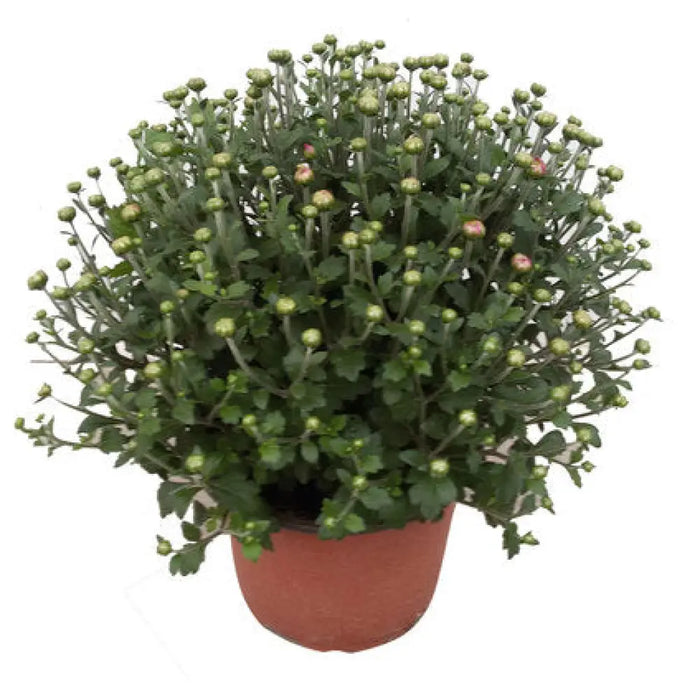 ХРИЗАНТЕМА