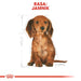 Храна Royal Canin SHN Breed Dachshund Jun 1,5 кг