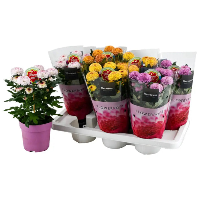 ХРИЗАНТЕМА ABBEY POPS