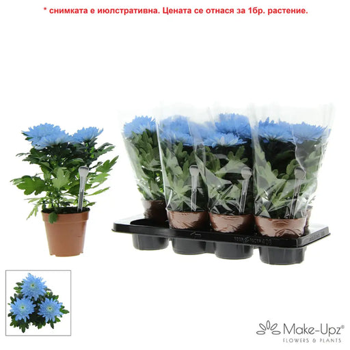 ХРИЗАНТЕМА ZEMBLA NEXT