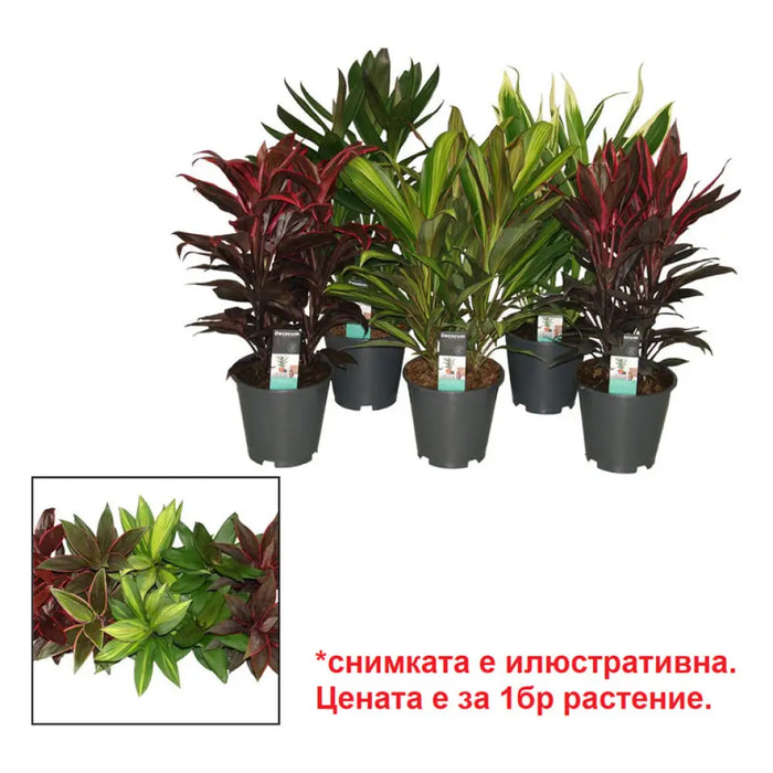КОРДИЛИНЕ
