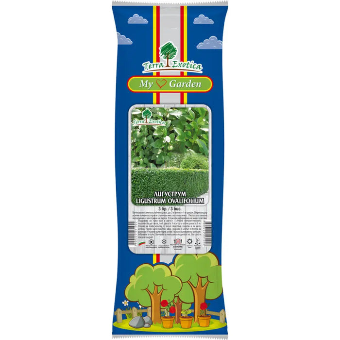 КОРЕН ЛИГУСТРУМ EKZOTIKA