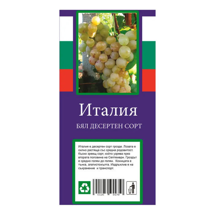КОРЕН ЛОЗА ДЕСЕРТЕН СОРТ
