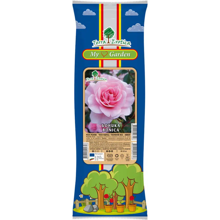 КОРЕН РОЗА ЧАЕН ХИБРИД EKZOTIKA