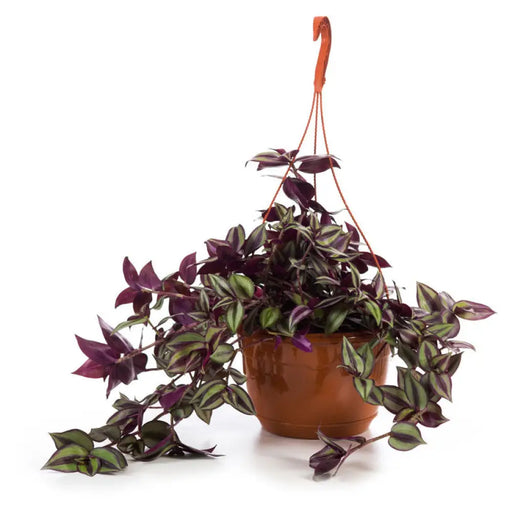 КОШНИЦА ТРАДЕСКАНЦИЯ