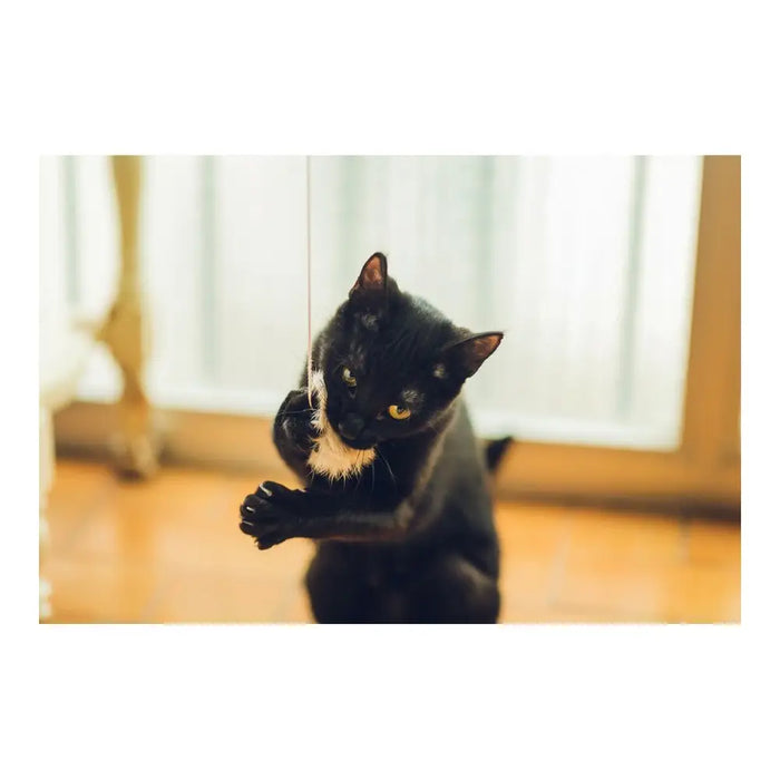 Котешка въдица Gloria Gaudí Дървен Помпони (6 cm)