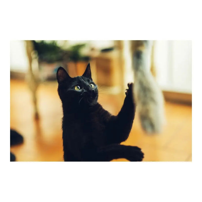 Котешка въдица Gloria Niemeyeer Дървен Плюш Червей