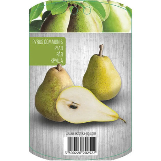 КРУША С ПАКЕТИРАН КОРЕН EKZOTIKA