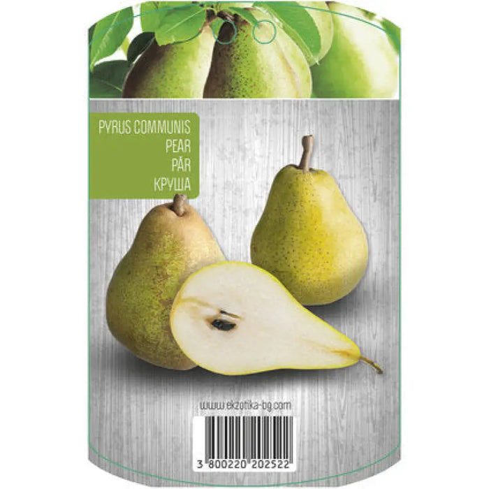 КРУША С ПАКЕТИРАН КОРЕН EKZOTIKA