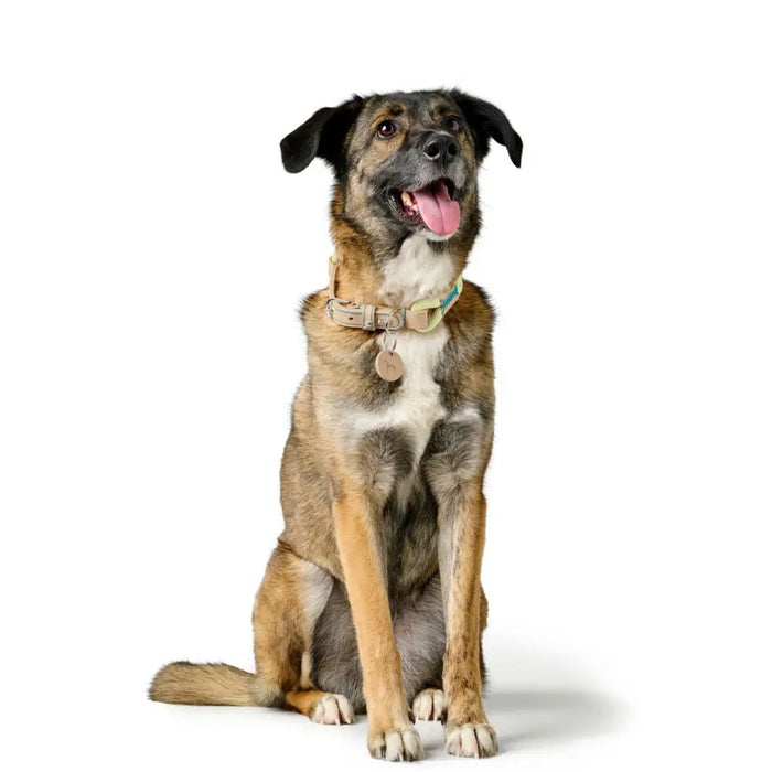 Кучешки Нашийник Hunter Malia Зелен S/M 35-44 cm