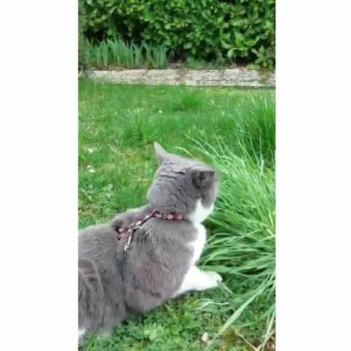 Кучешки Нашийник Aimé