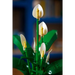 LEGO BOTANICALS 11504 Лилия на мира