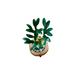 LEGO Botanicals - Lucky Bamboo 10344