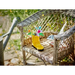 LEGO CREATOR 3 В 1 31149 ЦВЕТЯ В ЛЕЙКА