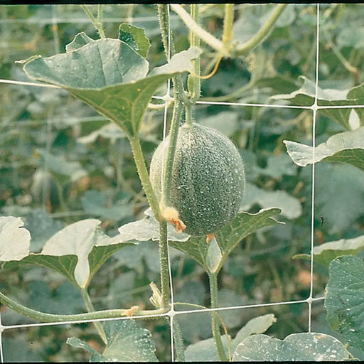 МРЕЖА ЗА УВИВНИ РАСТЕНИЯ 200CM TENAX HORTONOVA