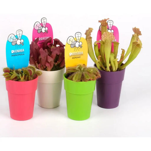 НАСЕКОМОЯДНО РАСТЕНИЕ