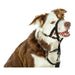 Нашийници за обучение на кучета Company of Animals Halti