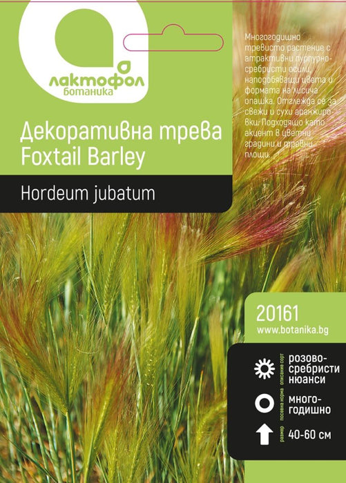 ДЕКОРАТИВНА ТРЕВА БОТАНИК FOXTAIL BARLEY