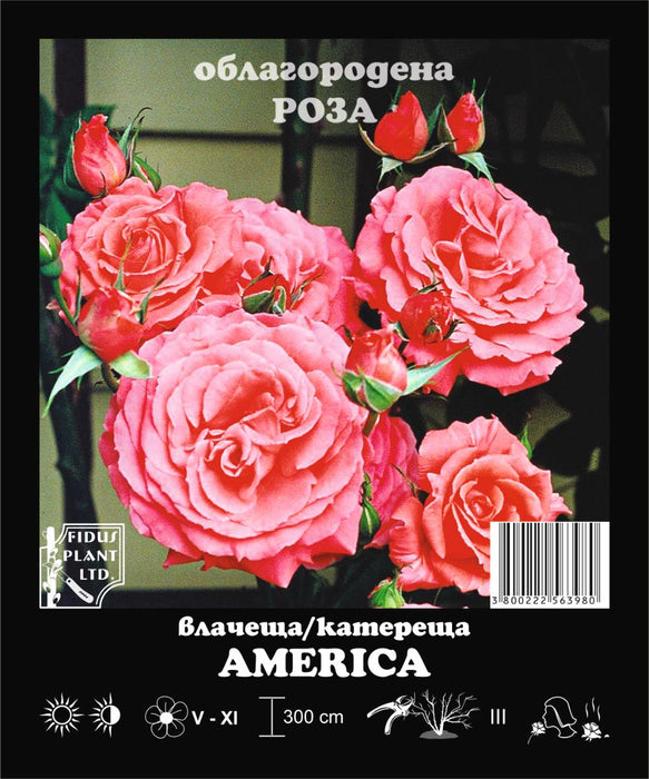 КОРЕН РОЗИ AMERICA