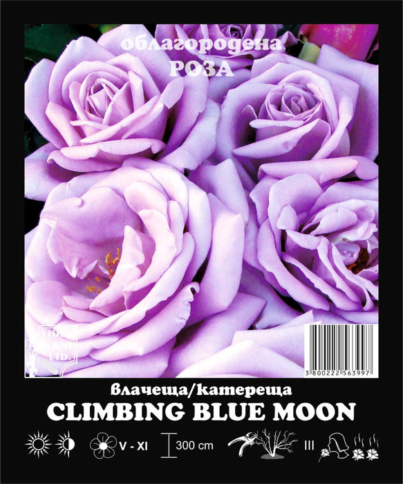 КОРЕН РОЗИ CLIMBING BLUE MOON