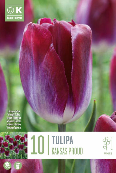 ЛАЛЕ TRIUMPH KANSAS PROUD 10 БР