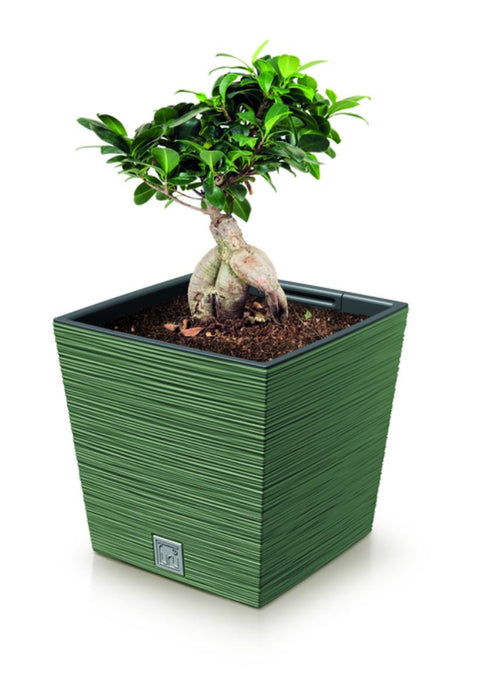 САКСИЯ FURU SQUARE LOW 30СМ ЗЕЛЕНА