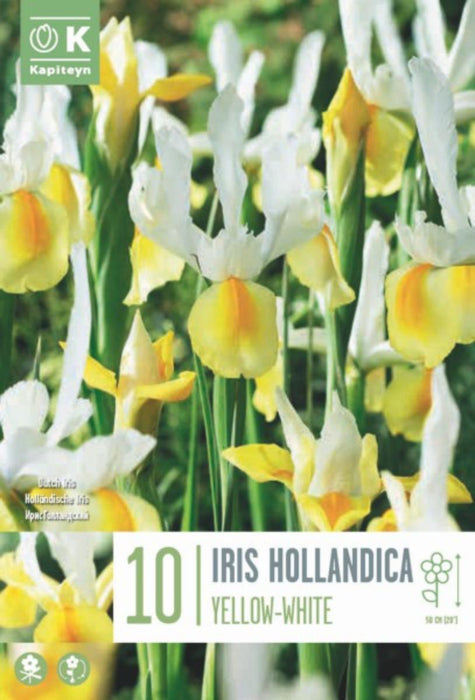 ИРИС HOLLANDICA ЖЪЛТО/БЯЛО 10 БР