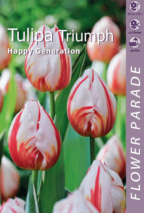 ЛАЛЕ TRIUMPH ЧЕРВЕНО/БЯЛО 4 БР