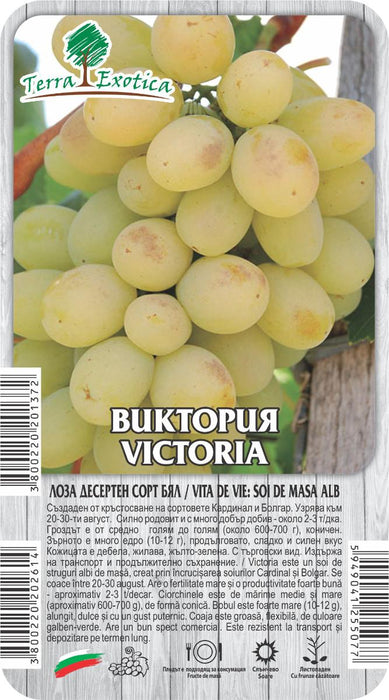 ЛОЗА ВИКТОРИЯ БЯЛ ДЕСЕРТЕН СОРТ