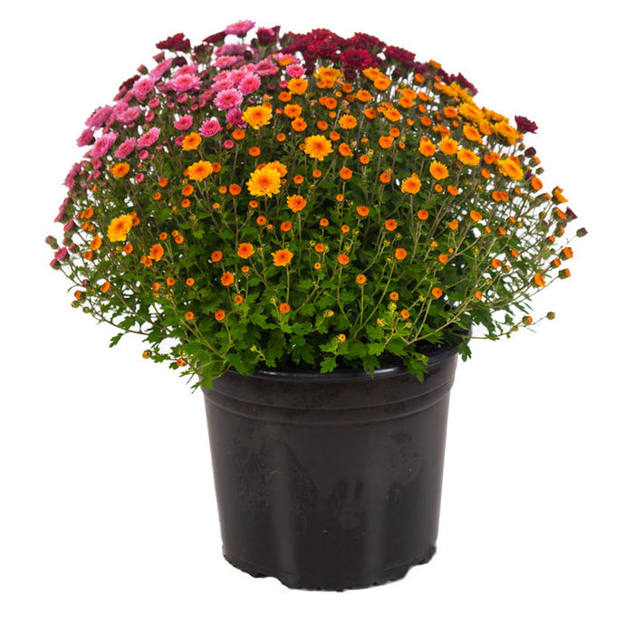 ХРИЗАНТЕМА